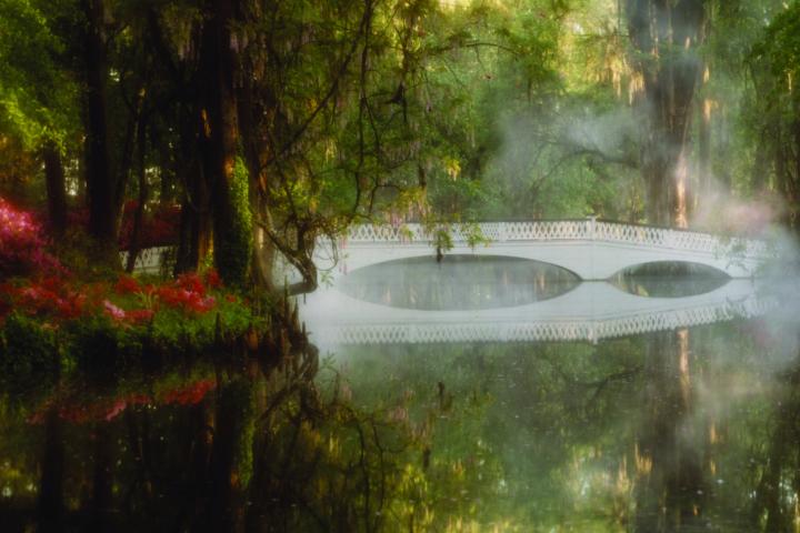 a tree next to a body of water